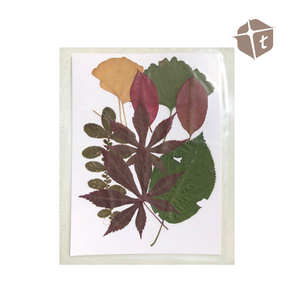Jar Melo Leaf Collage by Toytinkr